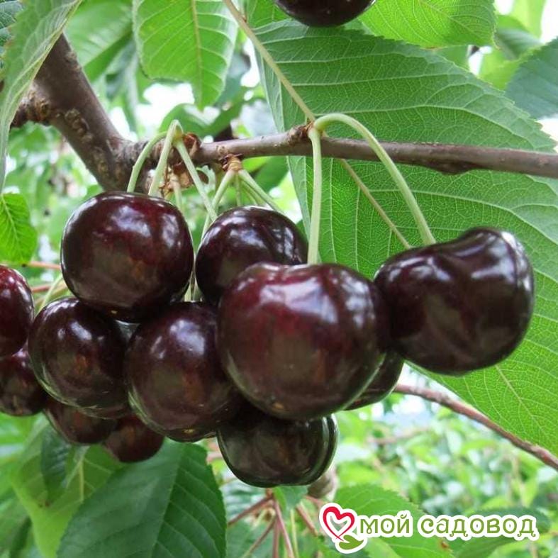 Черешня крупноплодная черная (Идеально для Варенья)