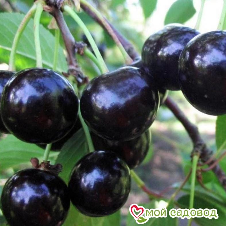 Черешня Черный Принц