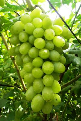 Виноград Вега Запорожская