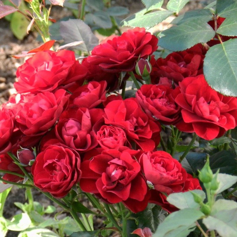 Роза полиантовая Morsdag Orange (Морздаг Оранж)